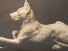 "Great Dane"